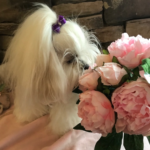 Meet your Posher, Kala - Picture 3 of 11